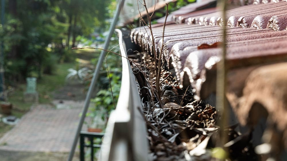 A close-up of a gutter on the edge of a roof clogged with dried leaves and twigs. Sunlight filters through the surrounding greenery, illuminating the scene. In contrast to this outdoor mess, imagine an interior painting project that transforms your living space into an organized haven. A brick pathway and some plants are visible in the background.